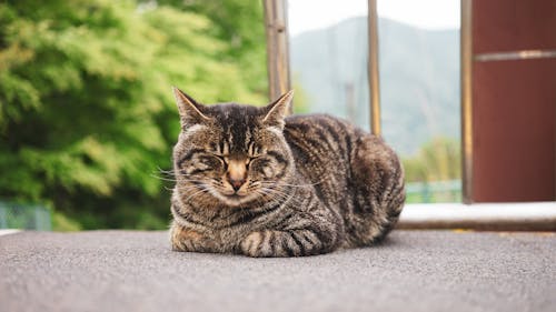 Immagine gratuita di gatti, stazione