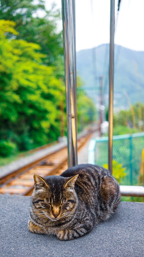 Foto stok gratis kucing, stasiun