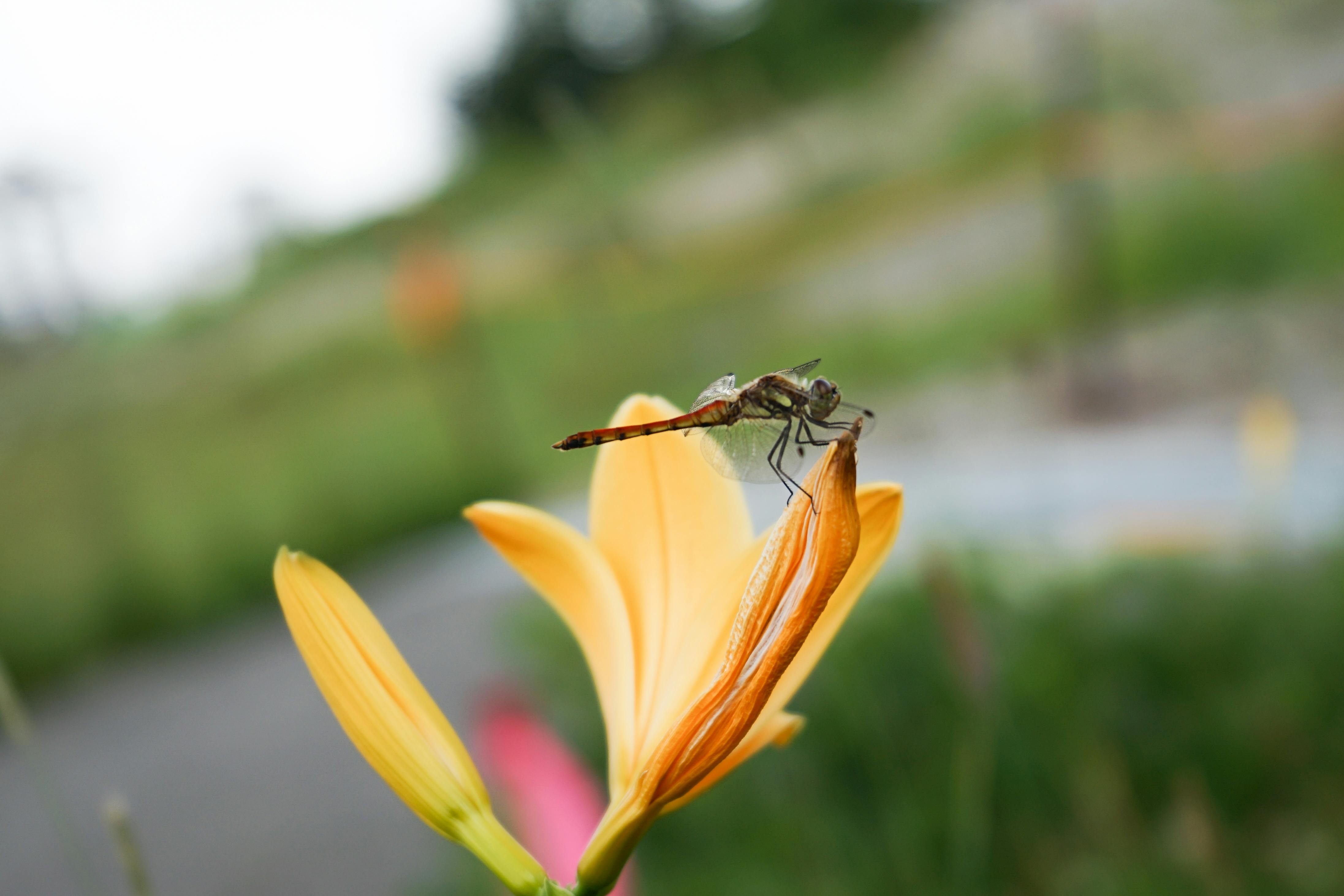 Free stock photo from SOU · Pexels