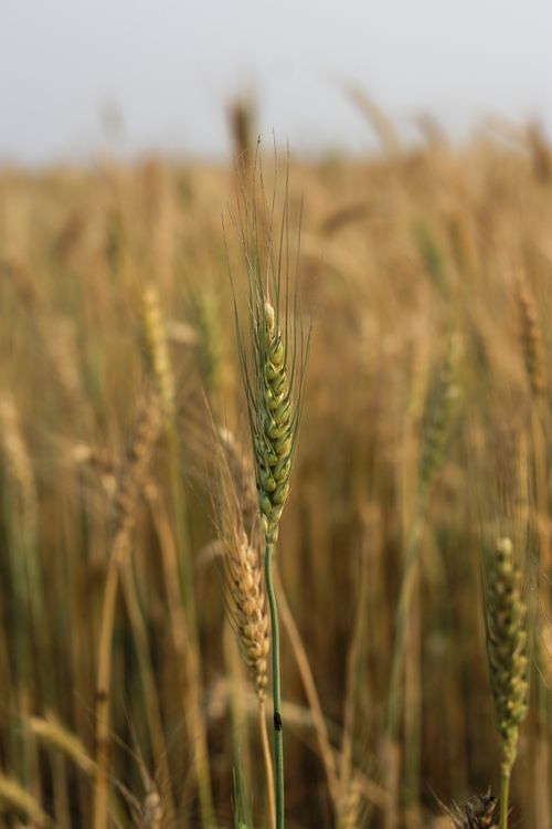 Free Close-up of a golden wheat field in rural Bangladesh during summer. Stock Photo