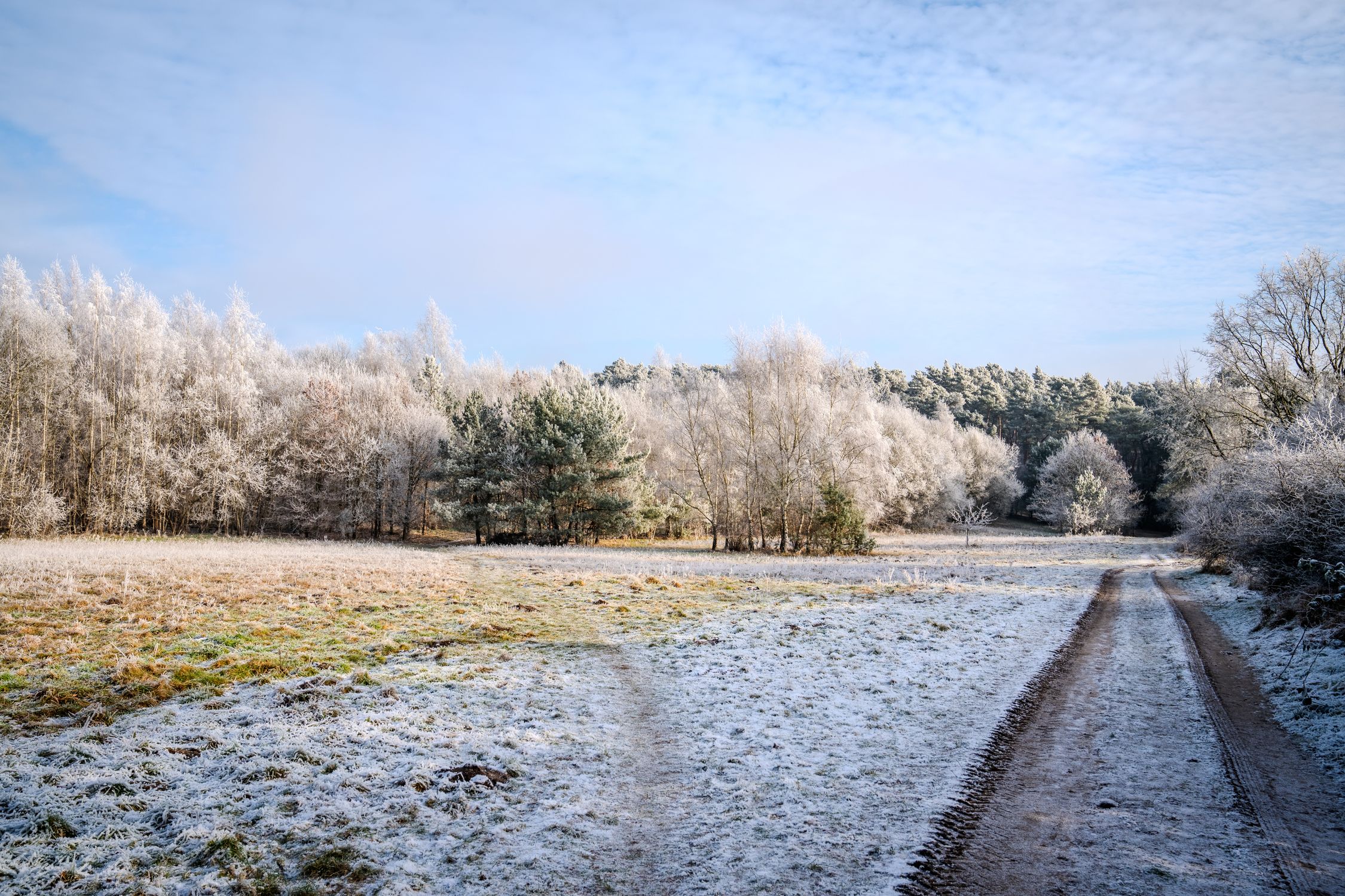 Frosty Winter Landscape with Frost-Covered Trees · Free Stock Photo