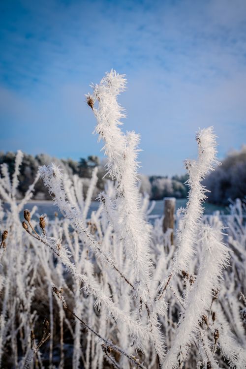 Frost-Covered Winter Landscape with Trees · Free Stock Photo