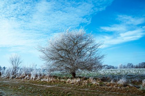 Free A serene winter scene featuring frosty trees under a vibrant blue sky. Stock Photo