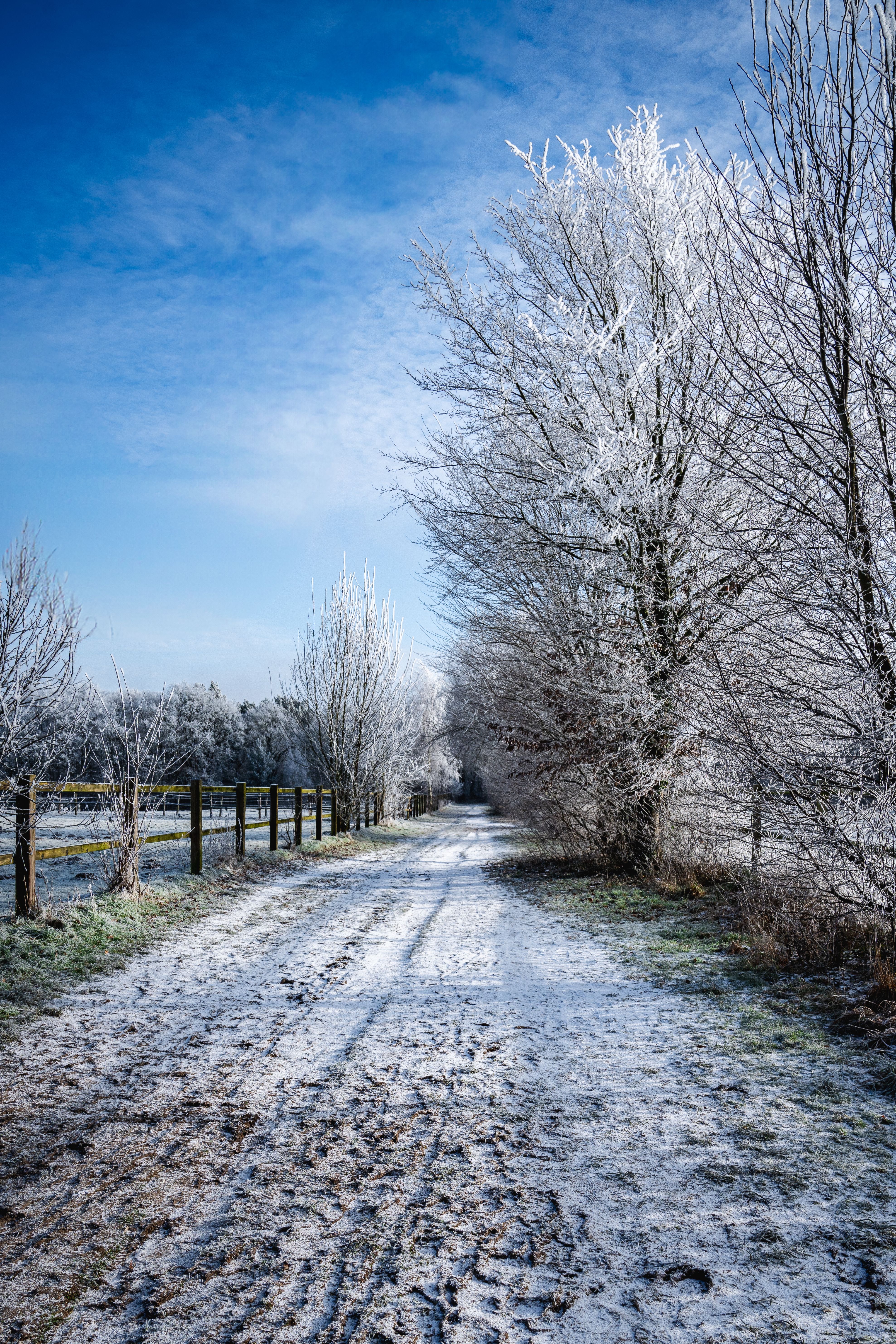 Serene Frosty Winter Landscape with Blue Sky · Free Stock Photo