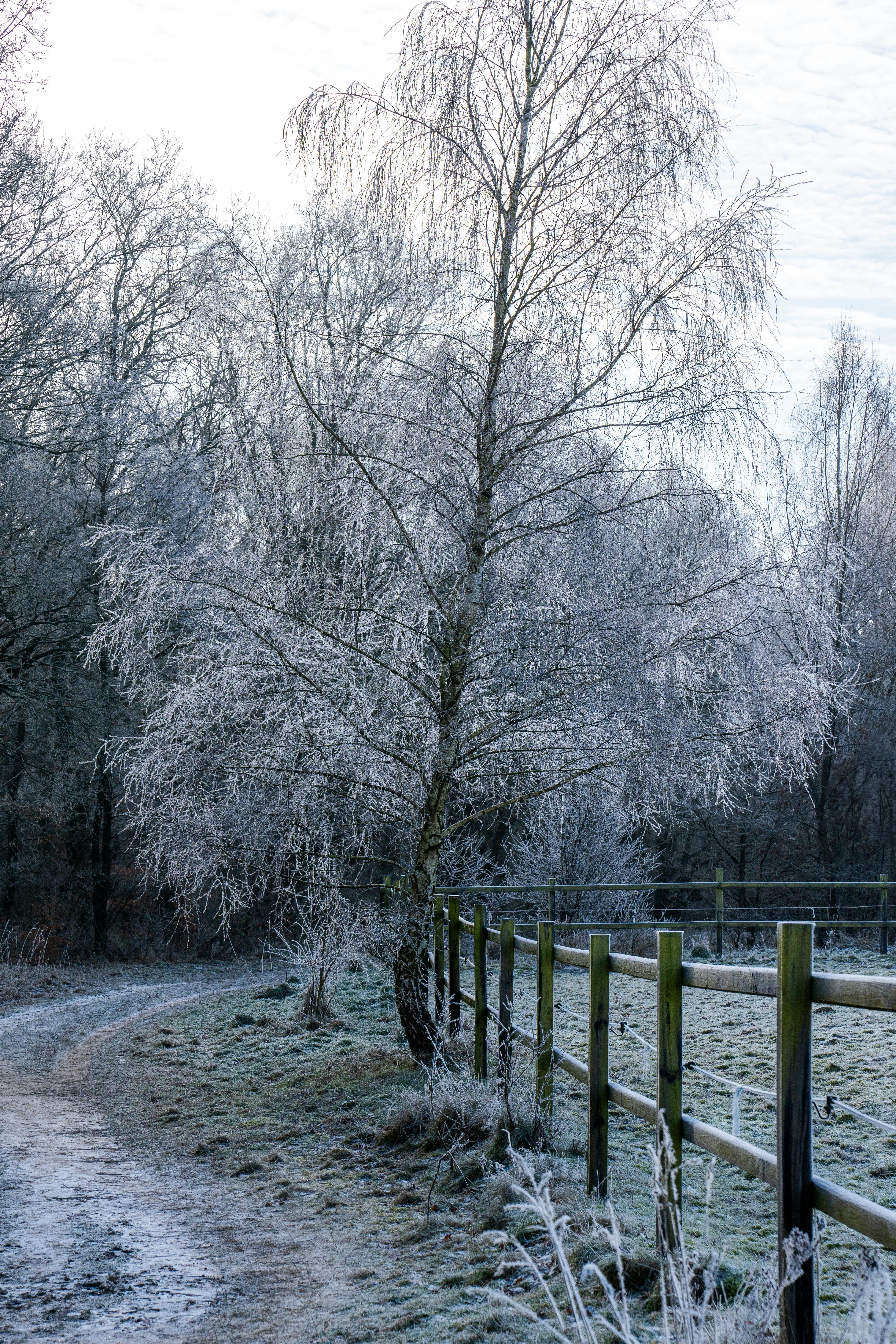 Captivating winter scene of frosty trees and fields on a cold morning.