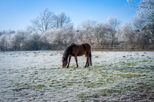 A horse grazes on a frosty winter field under a clear blue sky