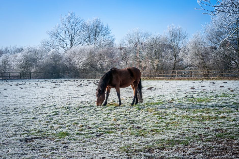 A horse grazes on a frosty winter field under a clear blue sky