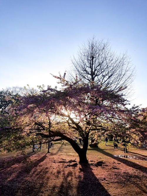 Immagine gratuita di alberi, ciliegio, crepuscolo