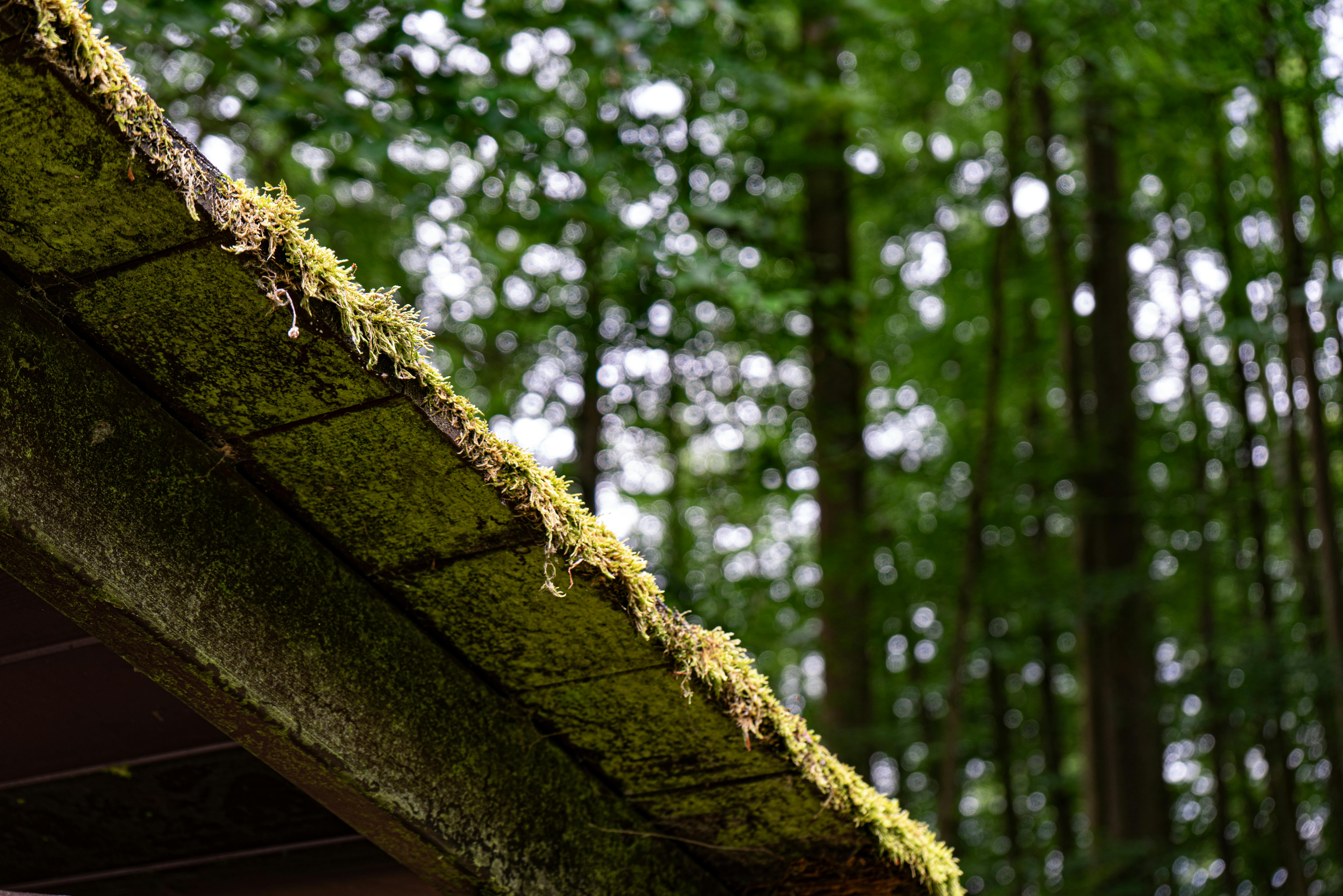 Roof covered in green moss on the north-facing slope