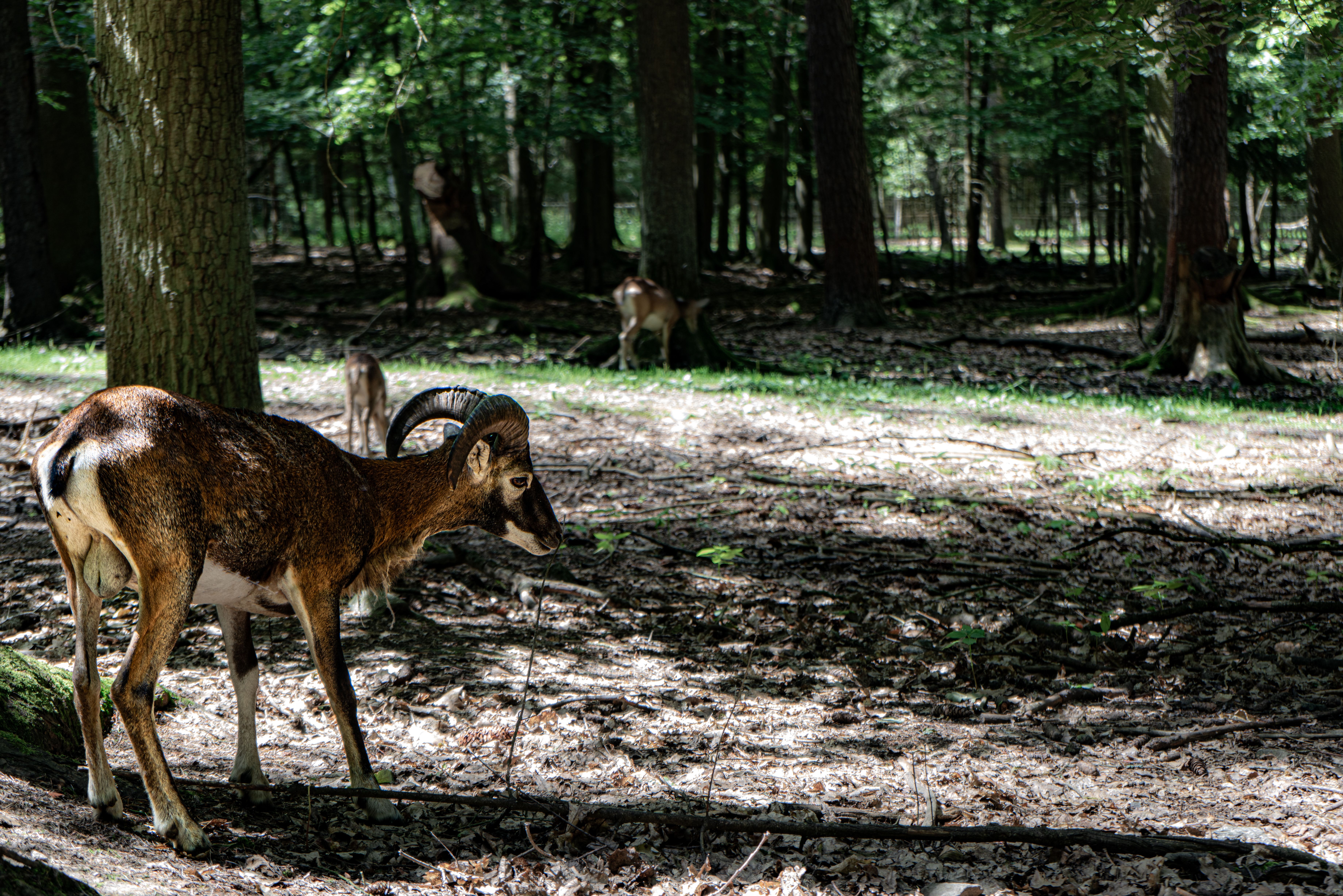 Tierpuzzle Wald