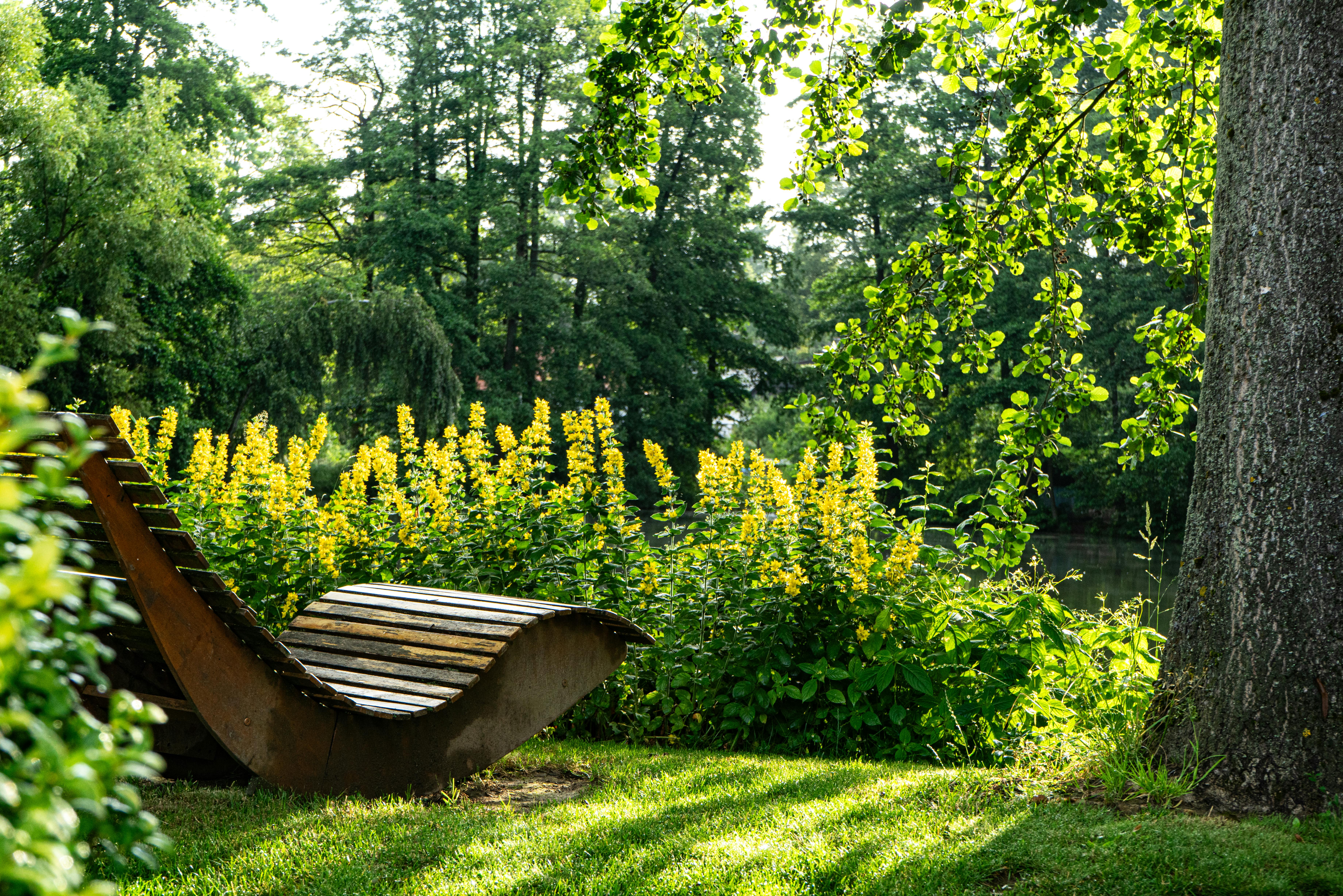 Une scène de jardin sereine avec une chaise longue en bois entourée de verdure luxuriante et de fleurs jaunes.