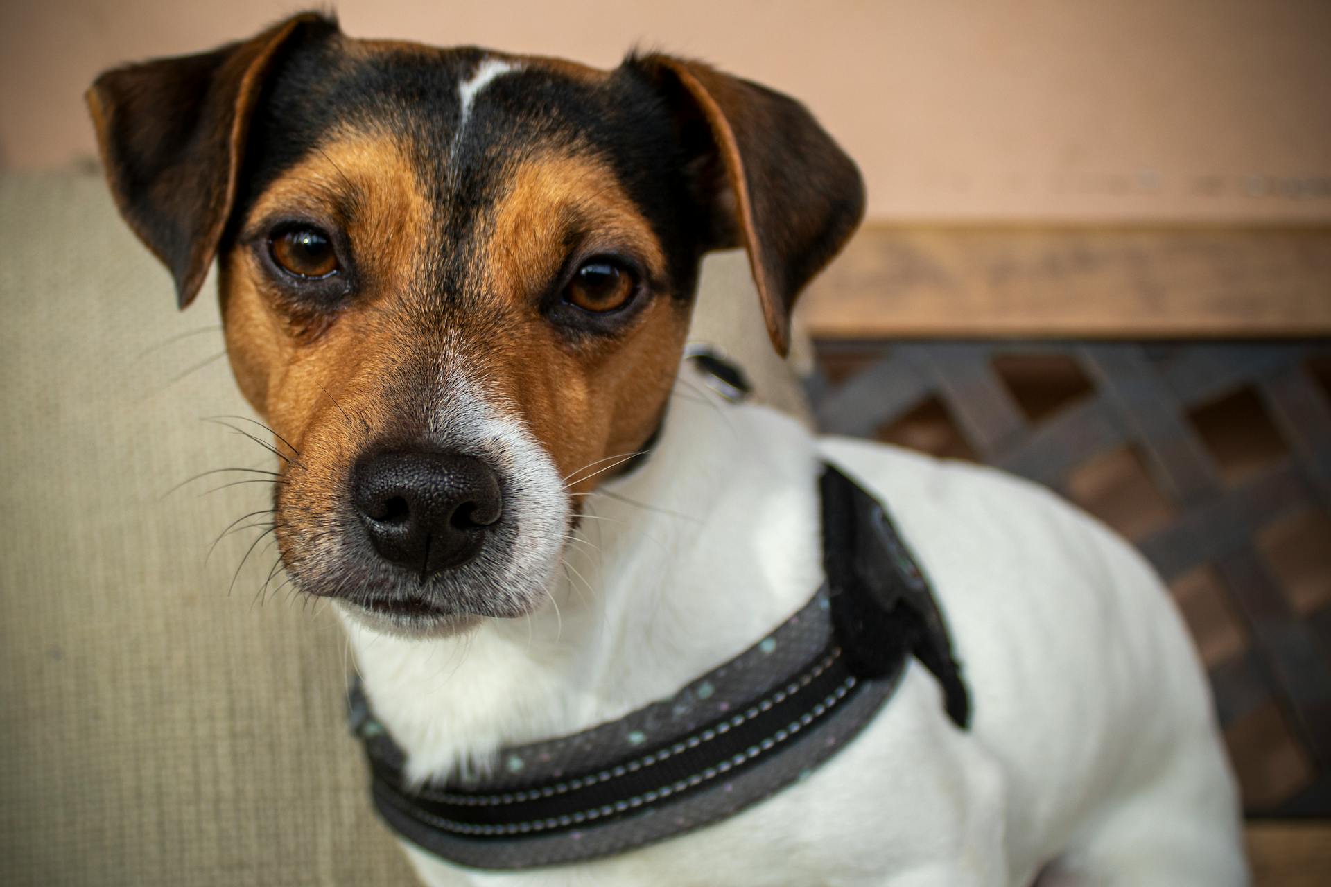 Close-up of a Jack Russell Terrier with a curious expression in soft natural light.