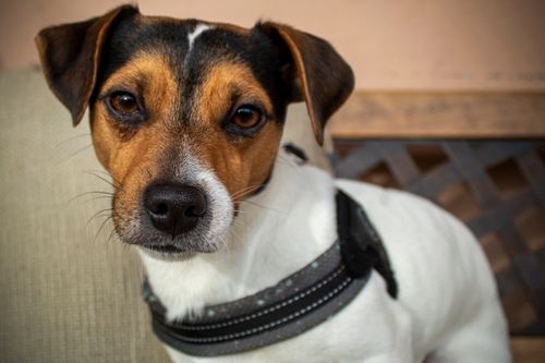 Free Close-up of a Jack Russell Terrier with a curious expression in soft natural light. Stock Photo