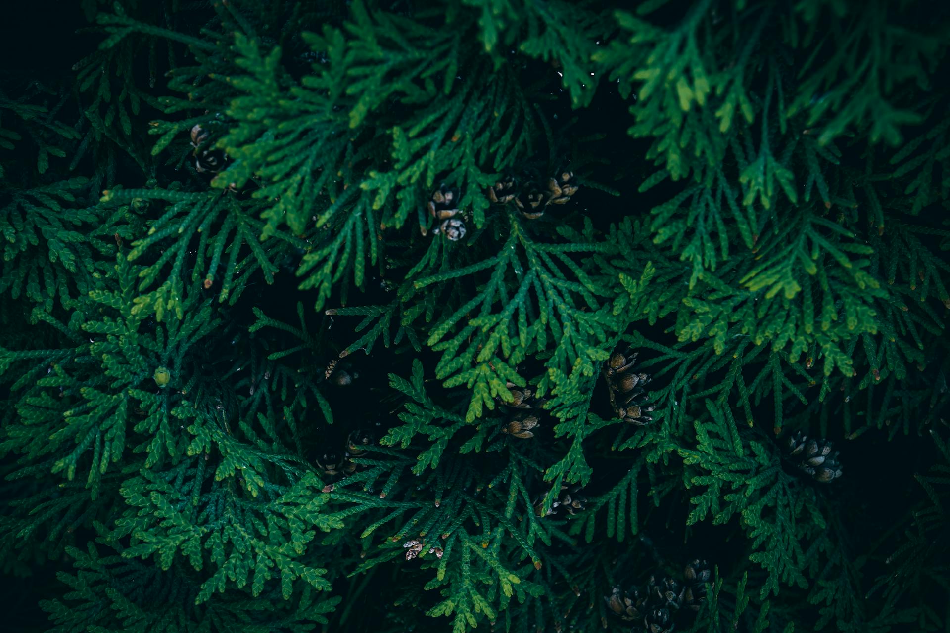 Close-up view of green Thuja foliage with brown pine cones, creating a textured nature background.