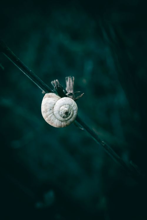 Free Closeup of a white snail on a dark background, highlighting nature's detail and beauty. Stock Photo
