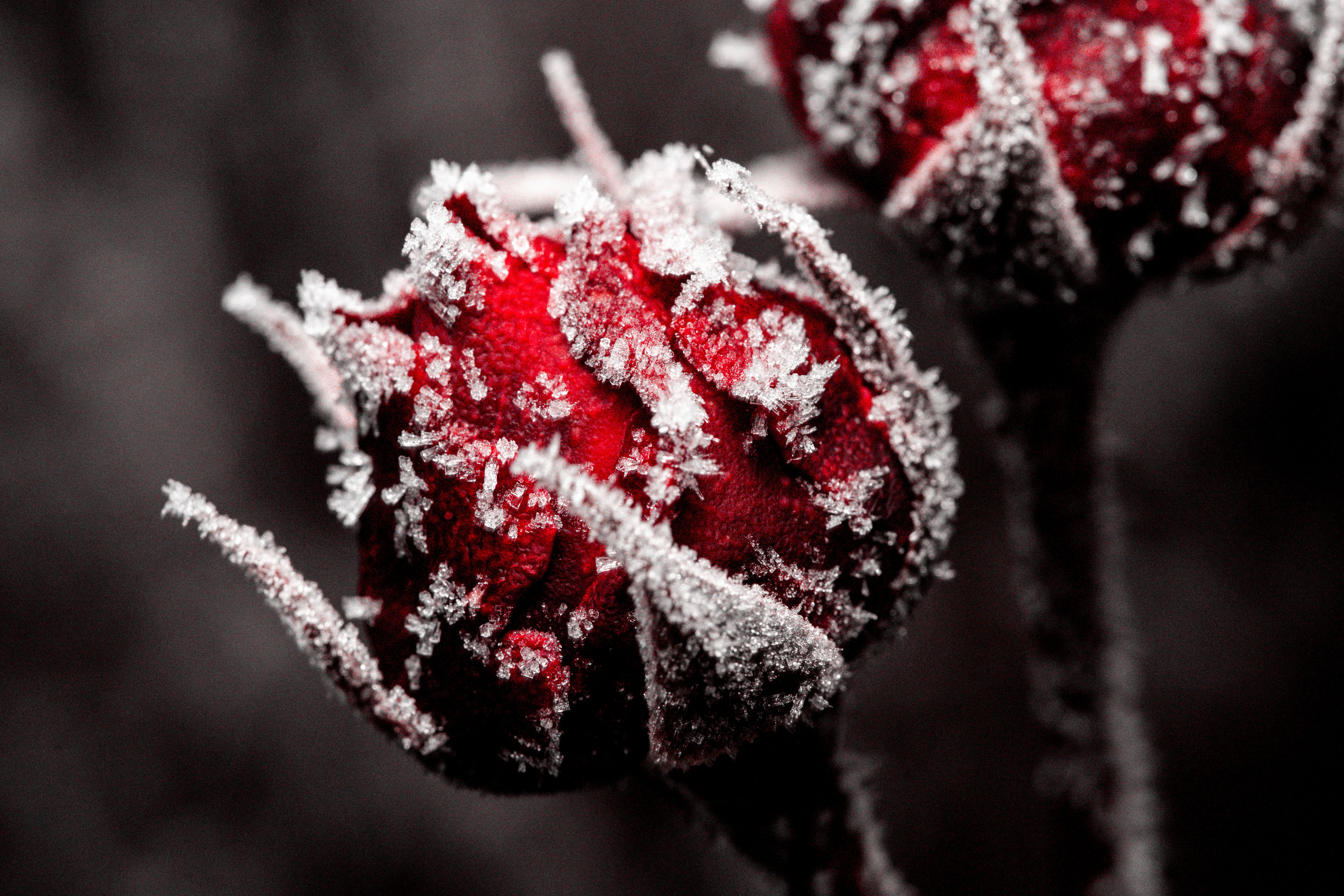 Close-up of Frosted Red Rose Buds in Winter · Free Stock Photo