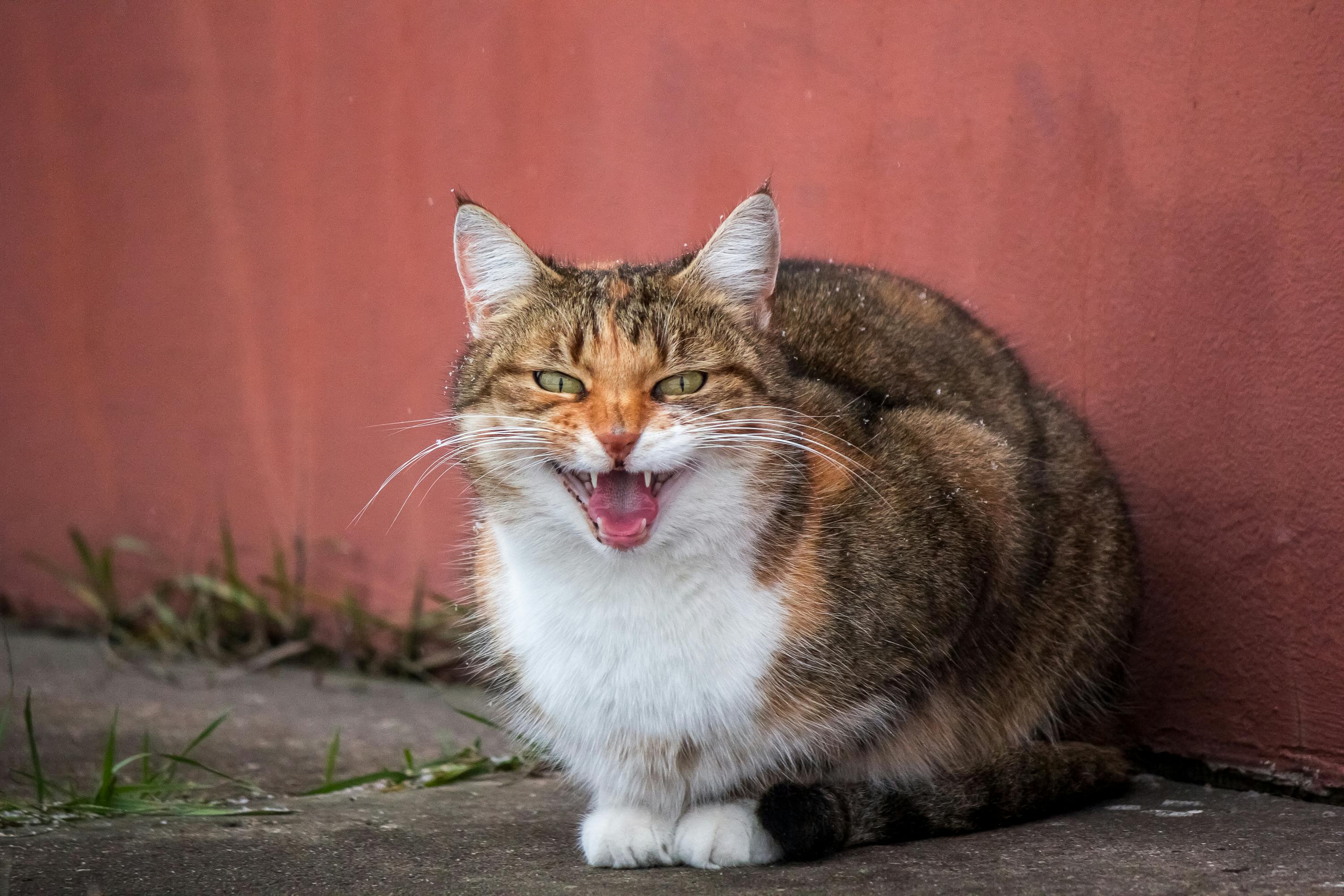 A calico cat with a playful expression sitting against a wall outdoors.
