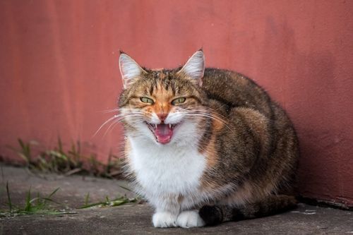 Free A calico cat with a playful expression sitting against a wall outdoors. Stock Photo