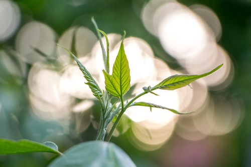 Free Close-up of vibrant green leaves with a soft bokeh background, perfect for nature themes. Stock Photo