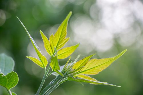 Free A vibrant close-up of fresh green leaves with a soft bokeh background, showcasing nature's beauty. Stock Photo