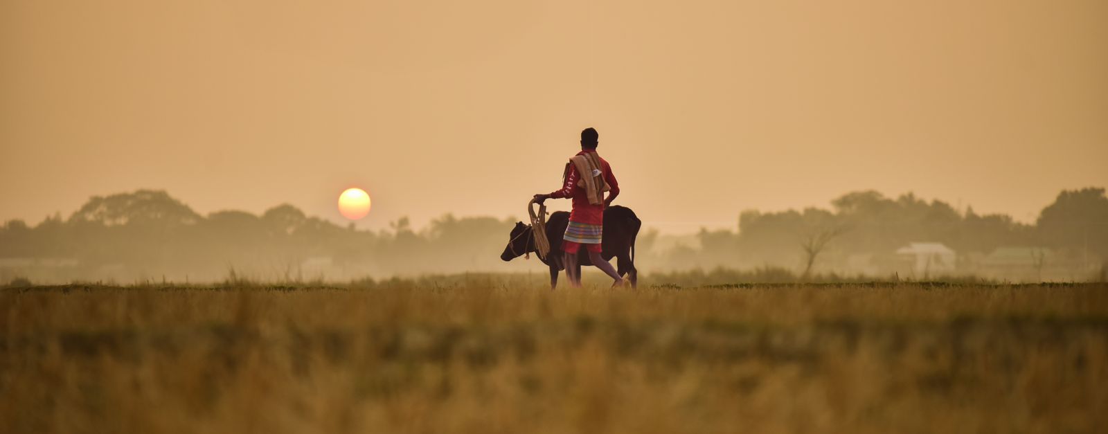 A farmer with a cow in a serene Bangladesh landscape at sunrise, depicting rural life.