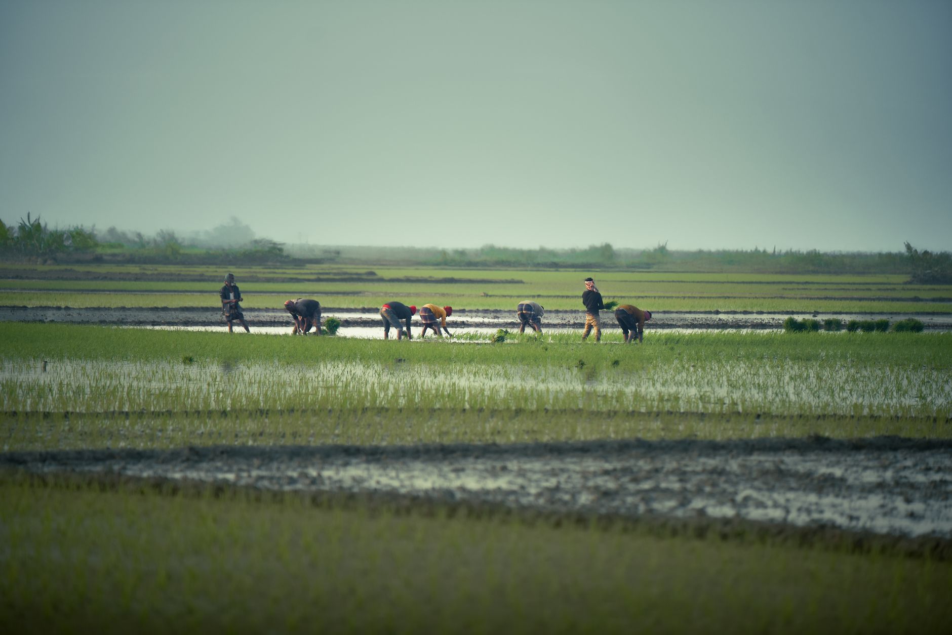 repiquage riz Marovoay travailleurs agricoles