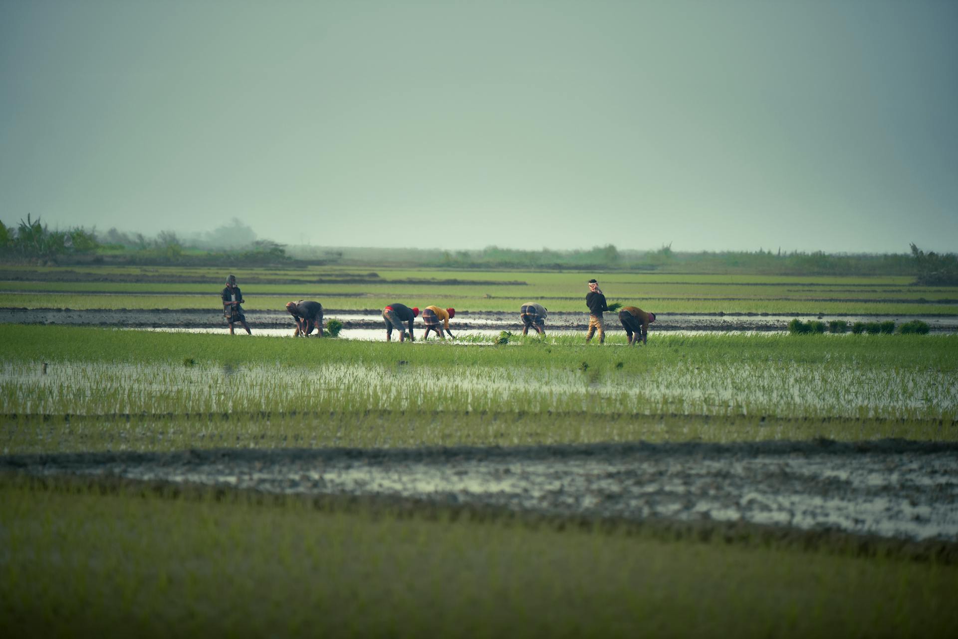 bangladeshi farmer