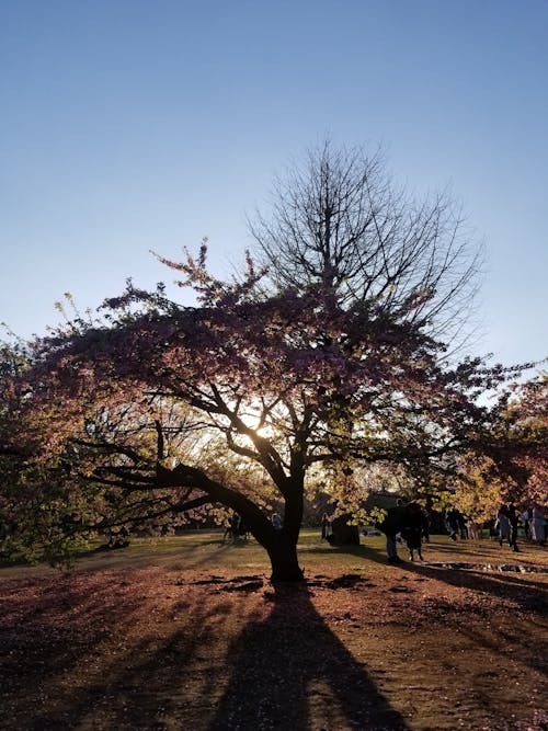 Immagine gratuita di alberi, ciliegio, natura