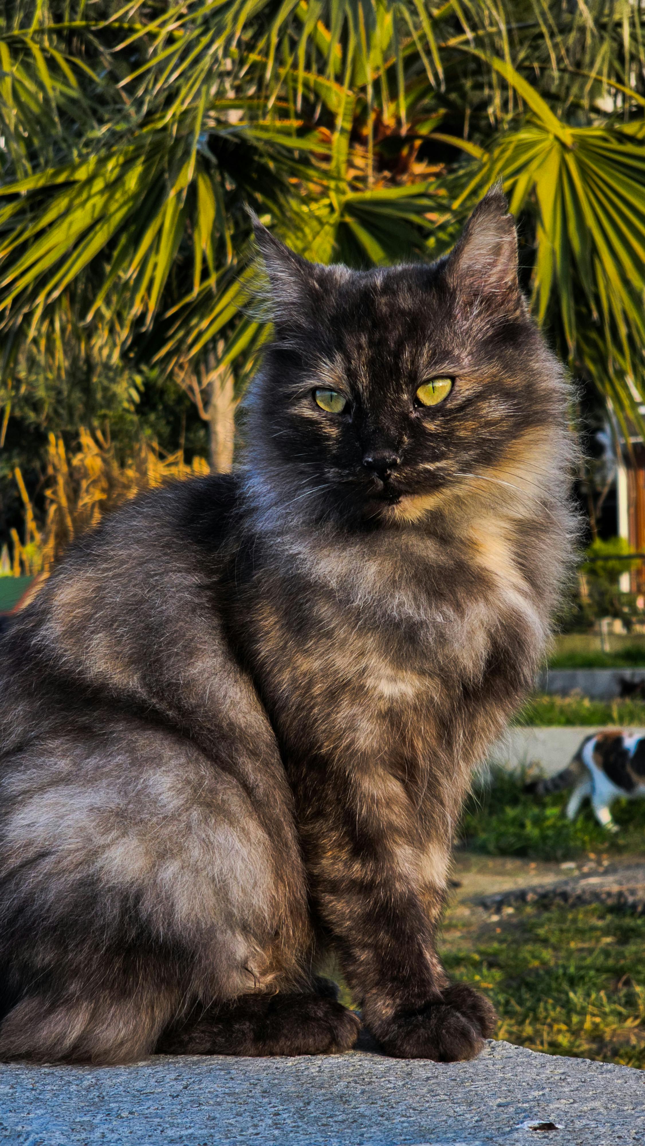 majestic long haired cat posing outdoors