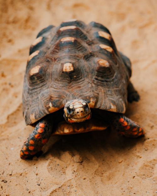 Free Up-close photo of a red-footed tortoise crawling on sandy terrain. Stock Photo
