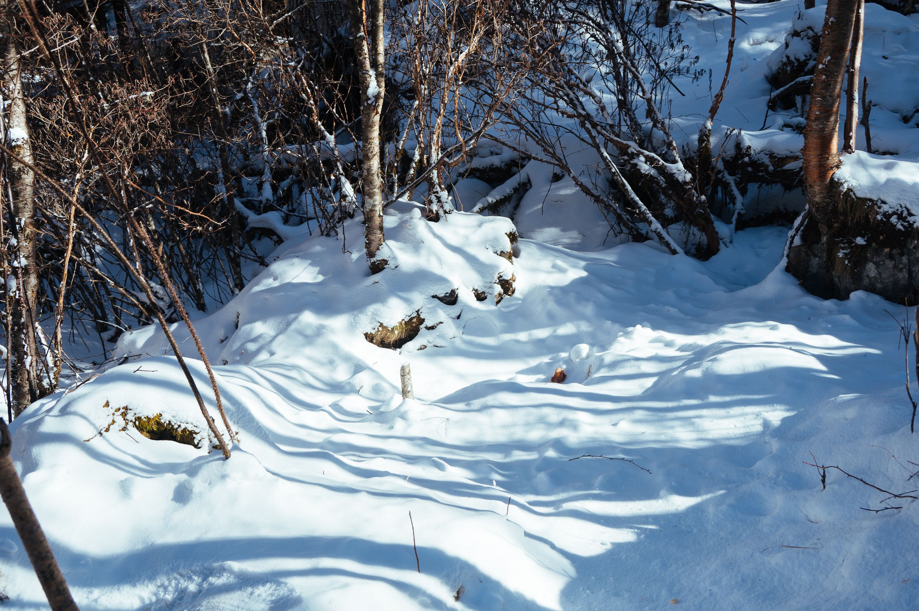 A tranquil winter scene with snow covering a forest landscape, highlighting bare trees and shadows.