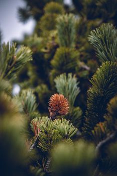 Detailed view of coniferous branches with an emphasis on a brown pine cone.