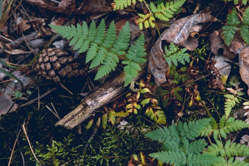 Free Green Leaves and Ferns Stock Photo