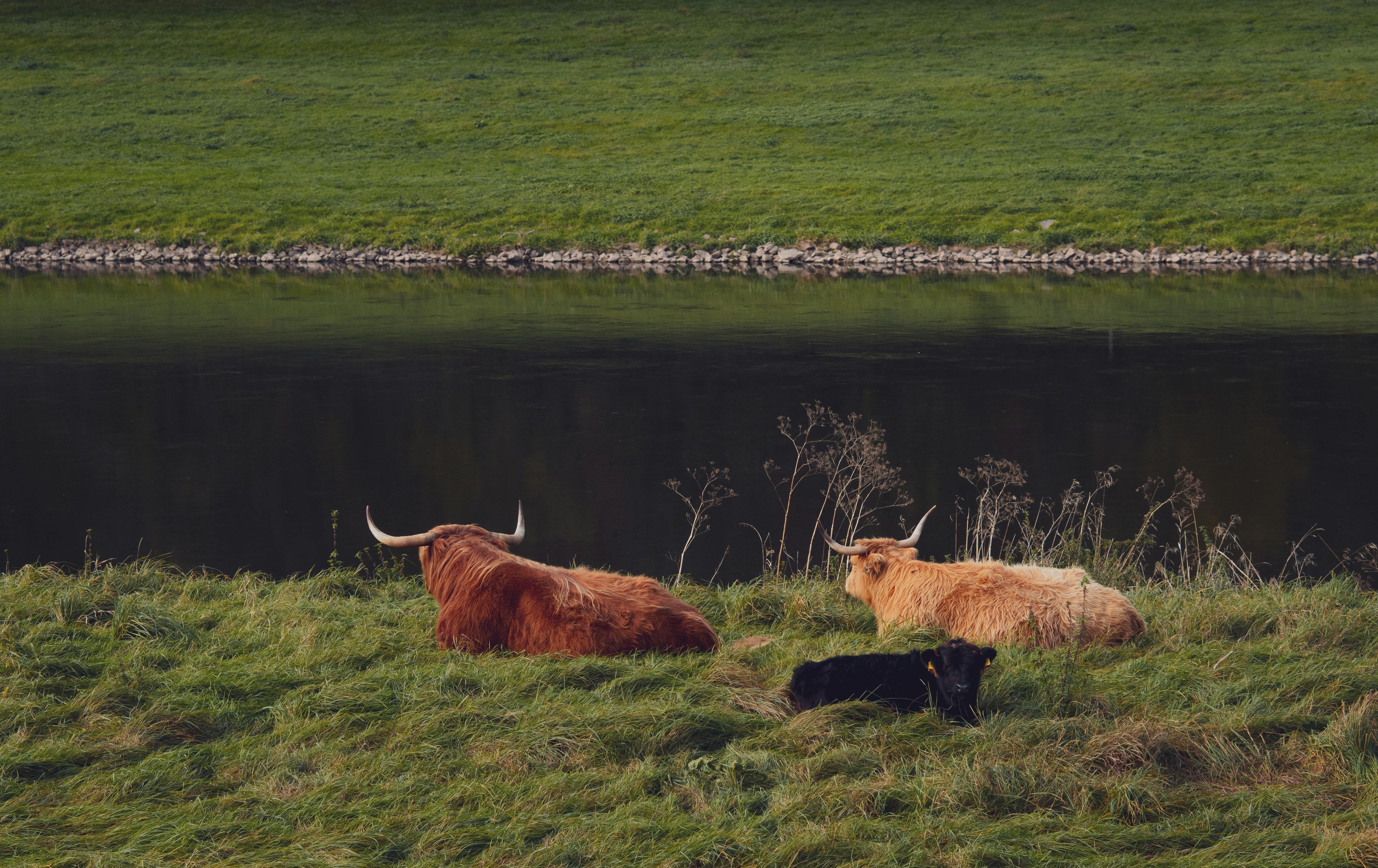 Gratuit Bovins des Highlands se reposant au bord d'une rivière, présentant un paysage rural serein. Photos