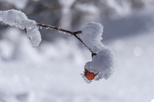 A close-up of a snow-covered branch with a lone autumn leaf in bright winter sunlight.