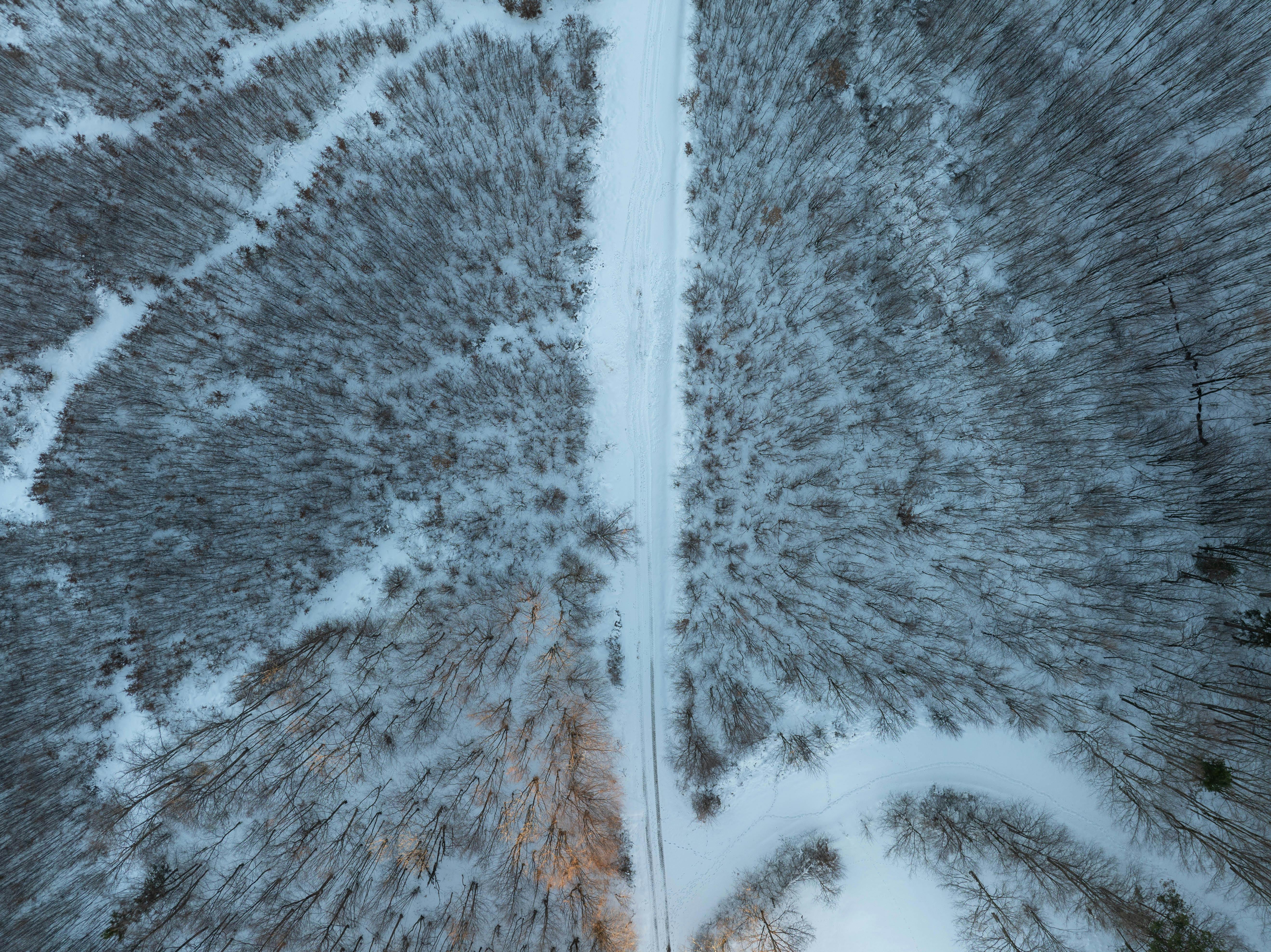 Gratis En fantastisk luftfoto av en snødekt skogssti i Daruvar, Kroatia om vinteren. Arkivbilde