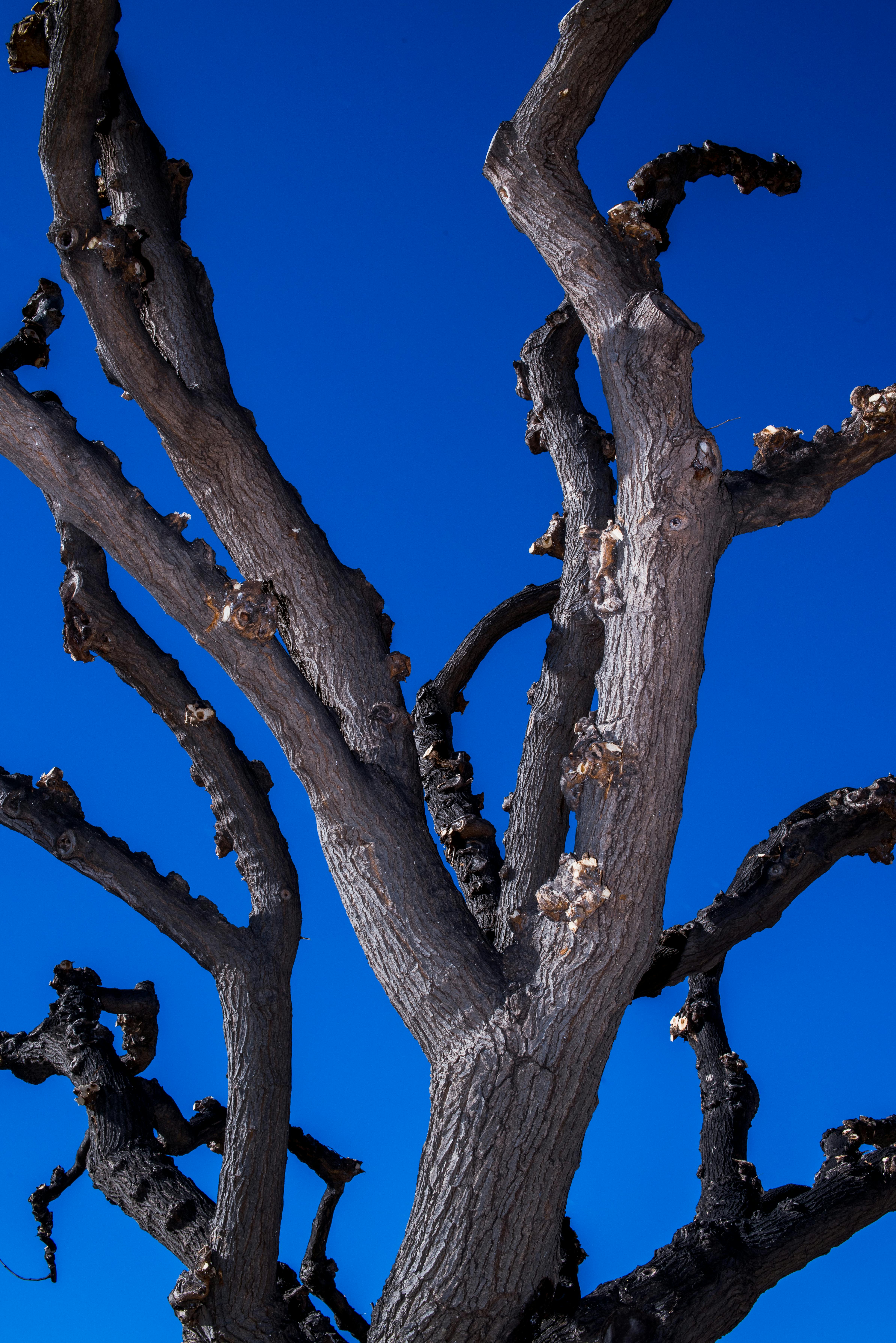 Bare tree branches silhouetted against a vivid blue sky capture nature's artistry.