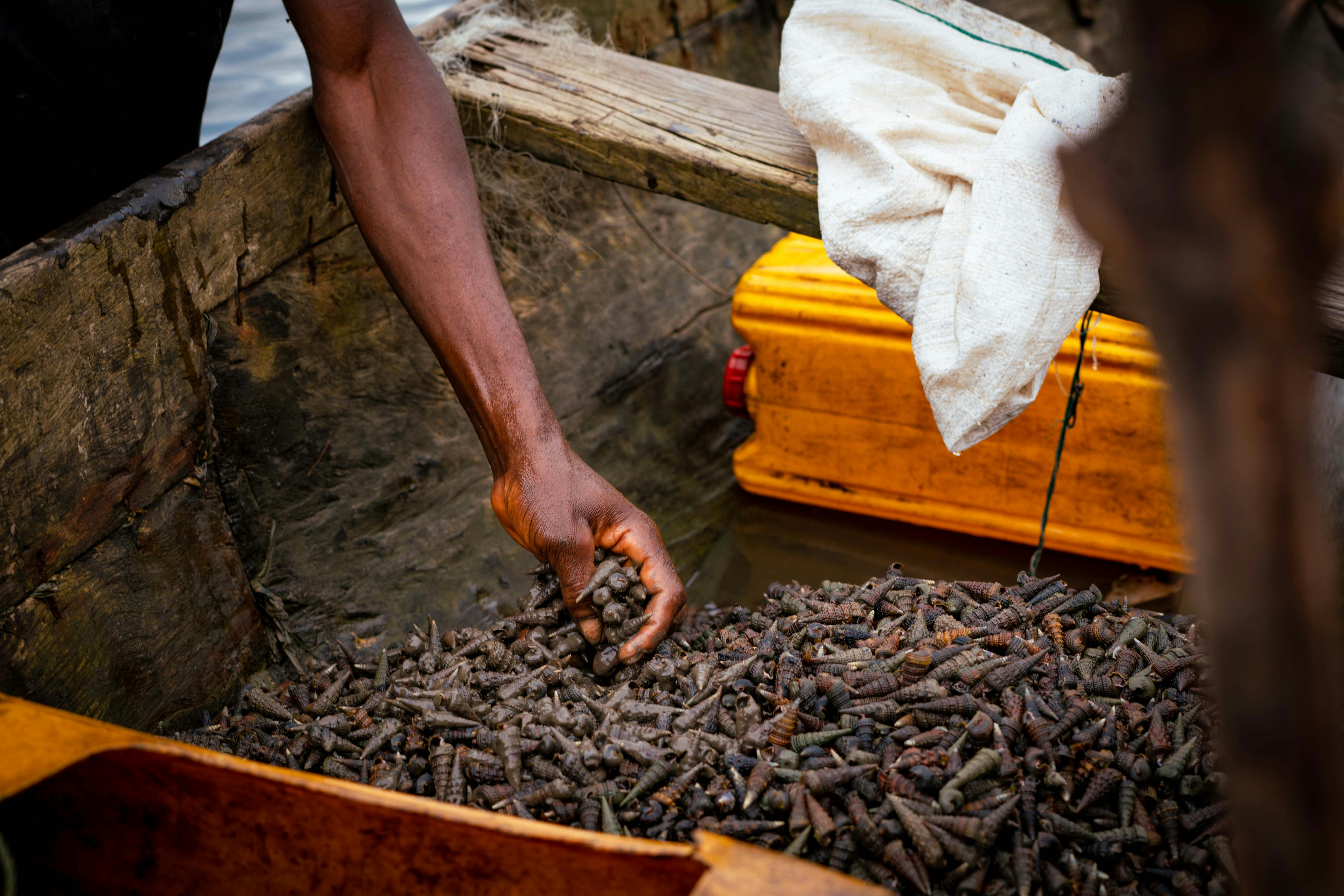 Hand collecting clams from a wooden container on a fishing boat, showcasing local seafood harvesting.