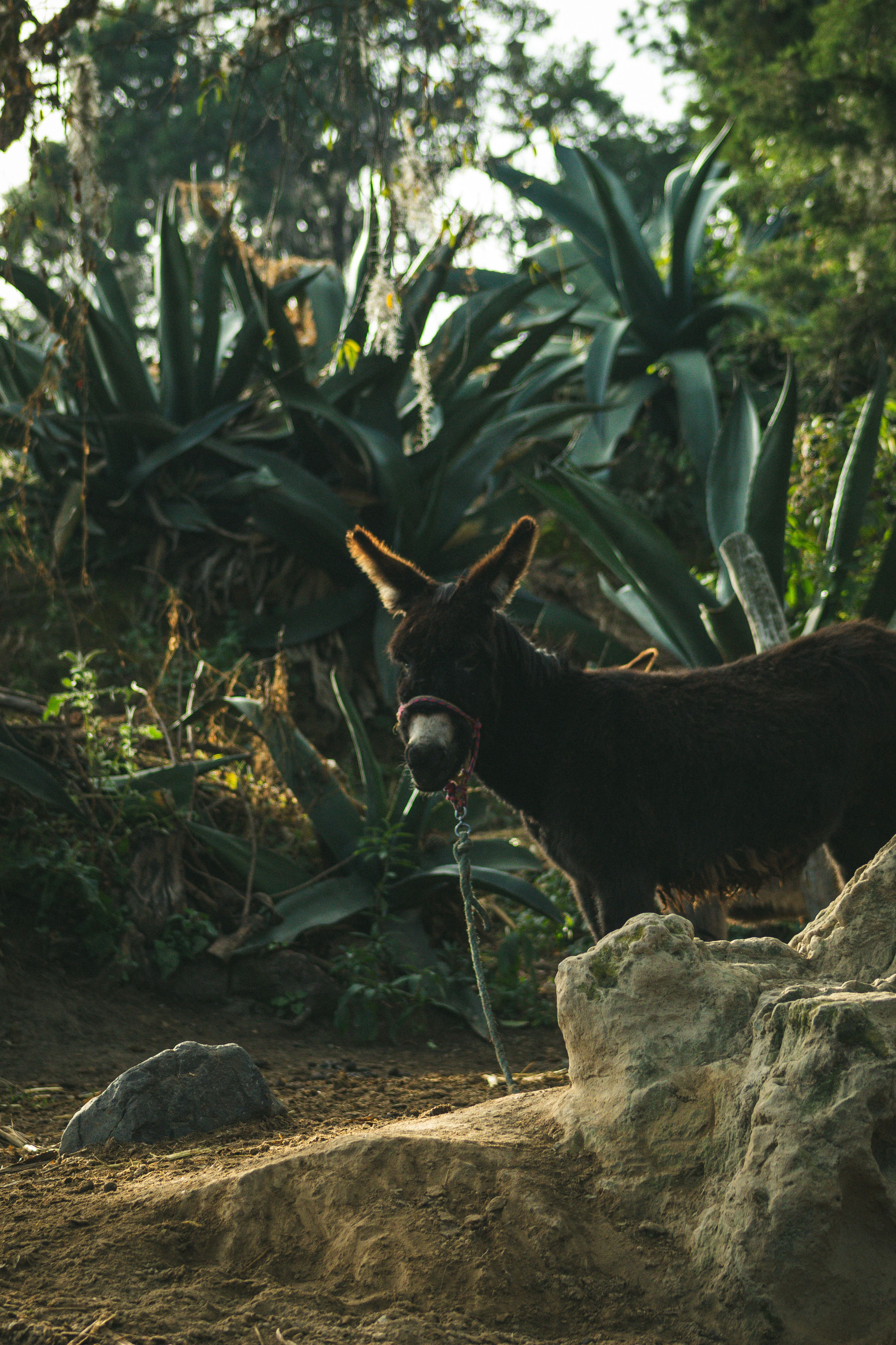 Donkey in Natural Forest Setting Scene · Free Stock Photo