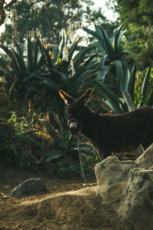 Donkey Setting Donkey in Natural Forest Setting Scene · Free Stock Photo