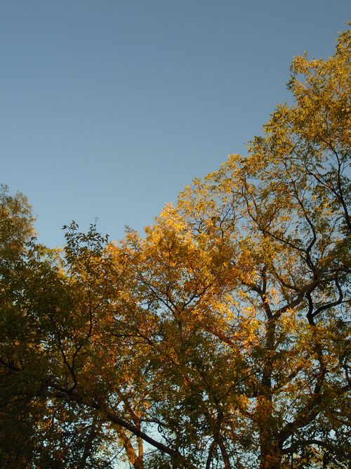 Free Vibrant autumn trees with golden leaves under a clear blue sky, capturing the essence of fall. Stock Photo