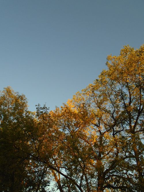 Free Vibrant autumn trees with golden foliage under a clear blue sky, evoking a serene and peaceful atmosphere. Stock Photo