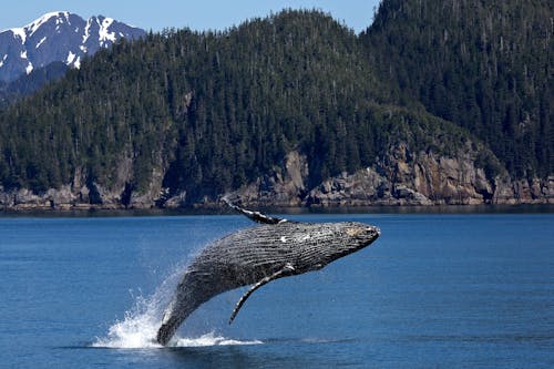 Humpback Whale Jumping on Ocean 