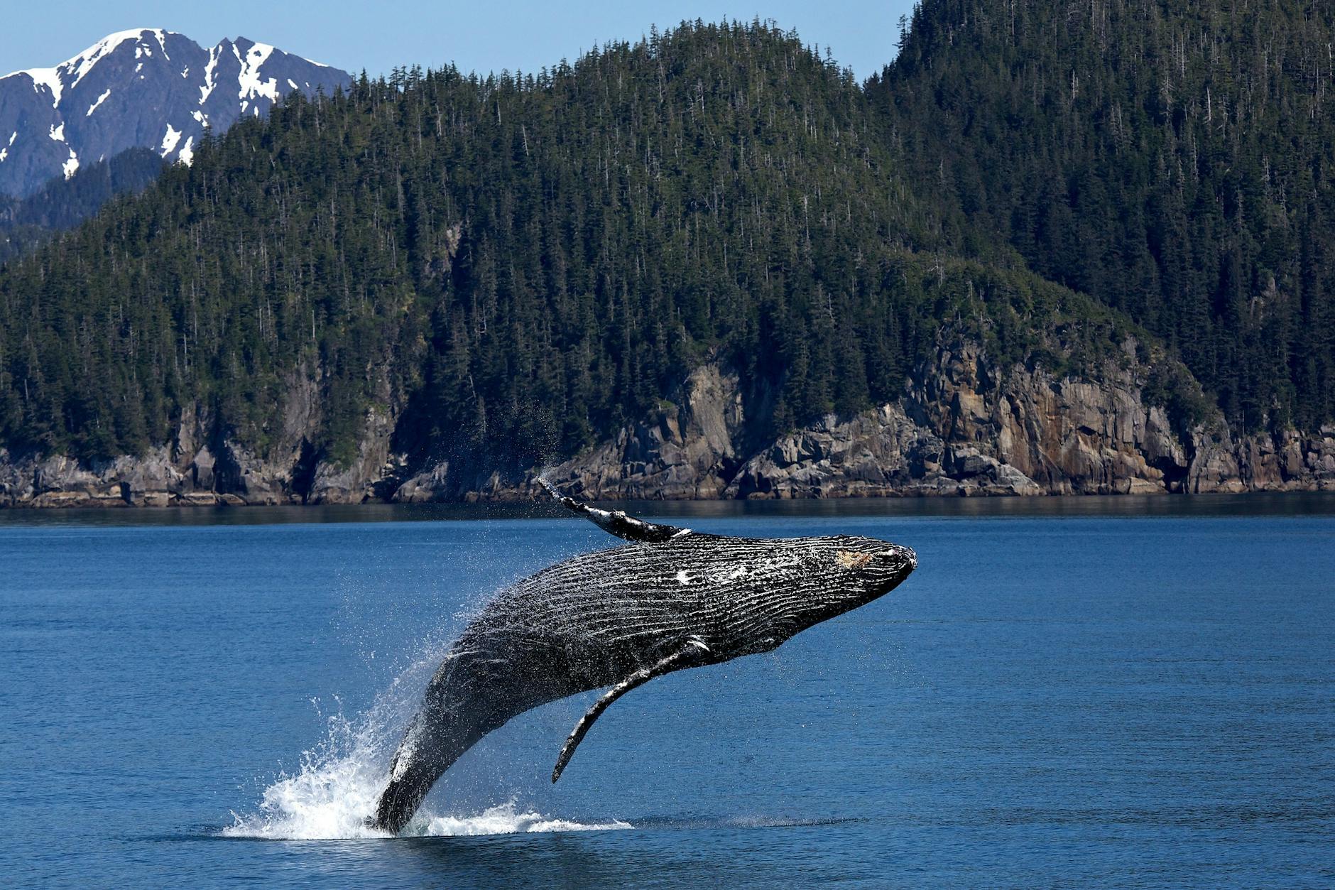 Rêver de baleines
