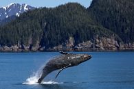 Humpback Whale Jumping on Ocean