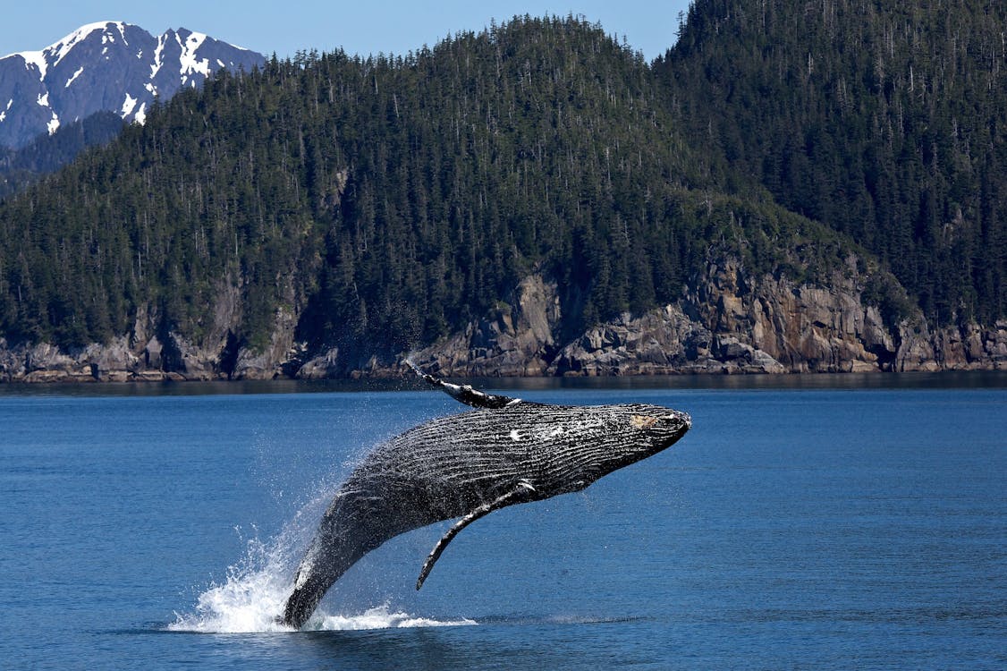 бесплатная Серый кит Стоковое фото