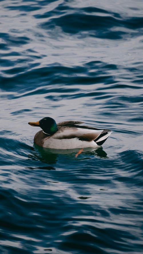 Free A mallard duck peacefully floats on rippling blue water, showcasing nature's tranquility. Stock Photo