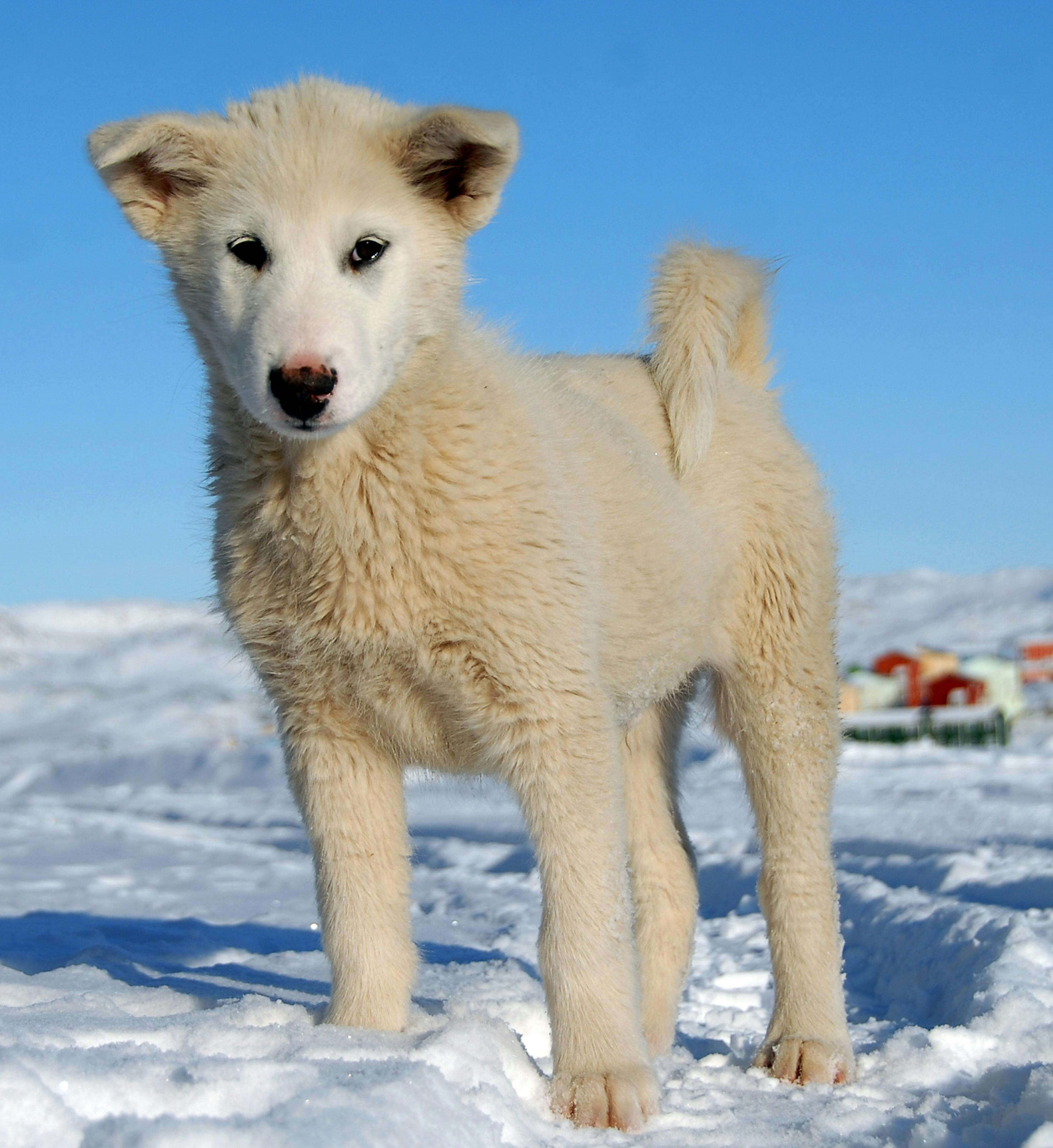 グリーンランド グリーンランド犬 子犬の無料の写真素材