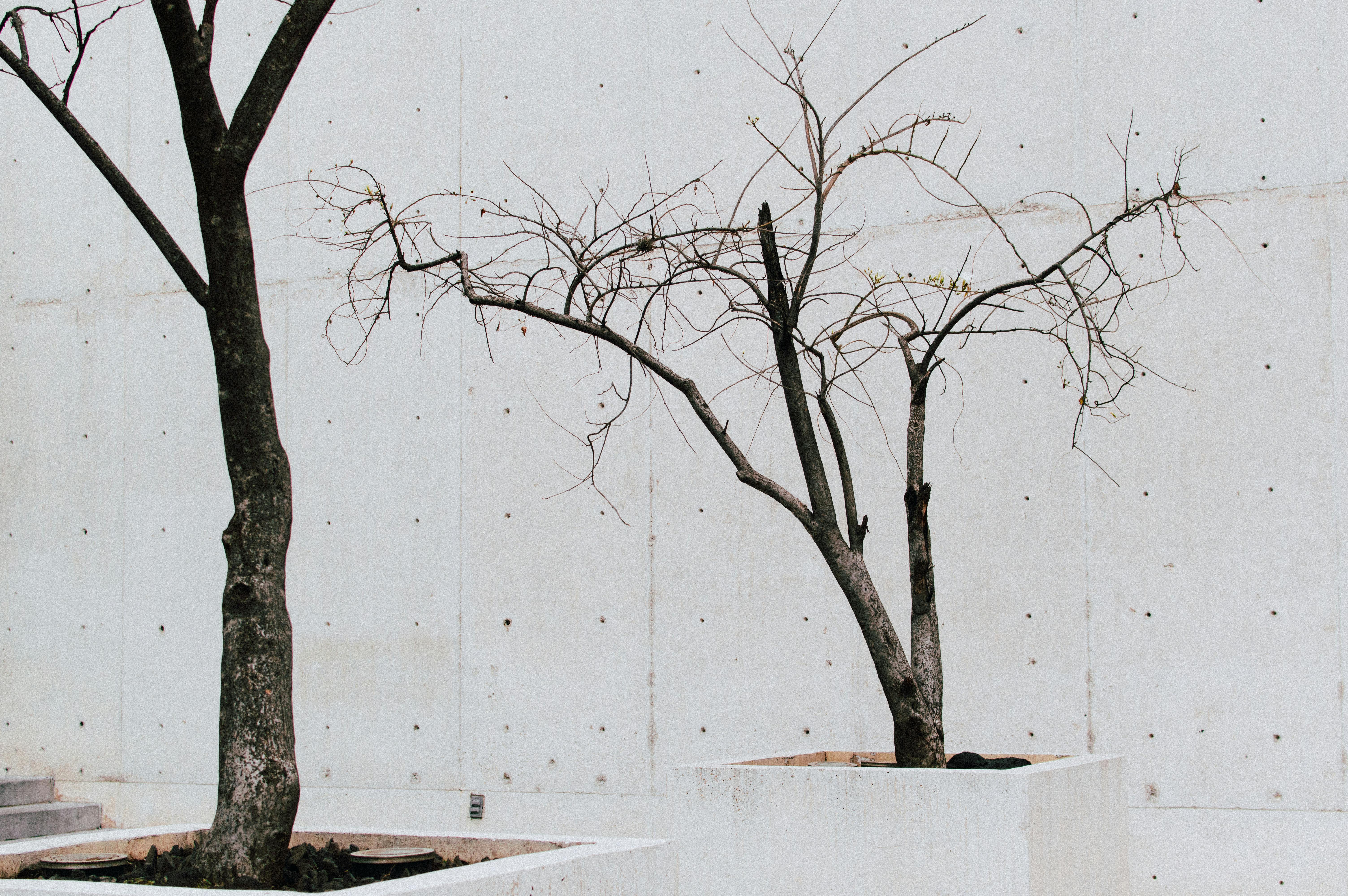 Two bare trees set against a minimalist concrete background in Mexico City.