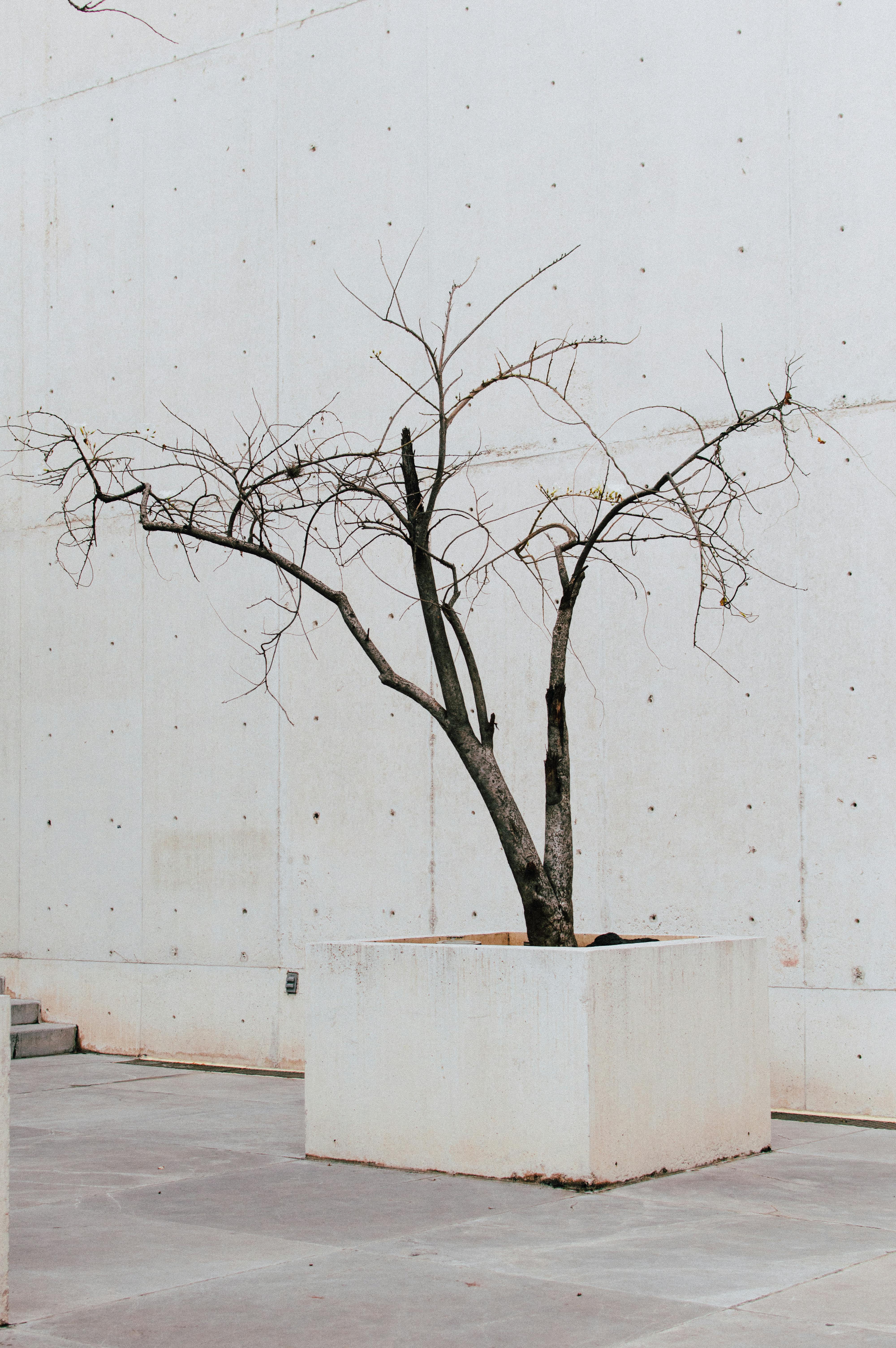 Leafless tree in urban setting with stark white contrast, Ciudad de México.